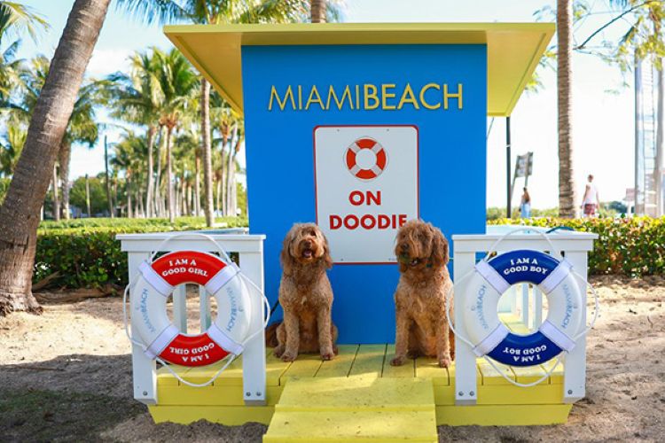 Paws-itively Perfect Beaches and Parks
